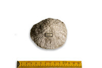 F 03100
<br/>
<br/>
<em></em>